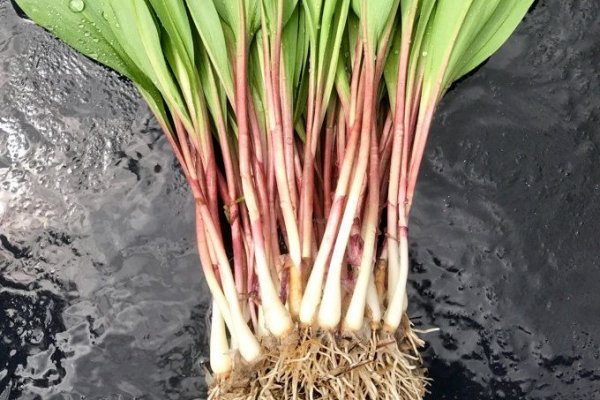 Кракен зеркало onion