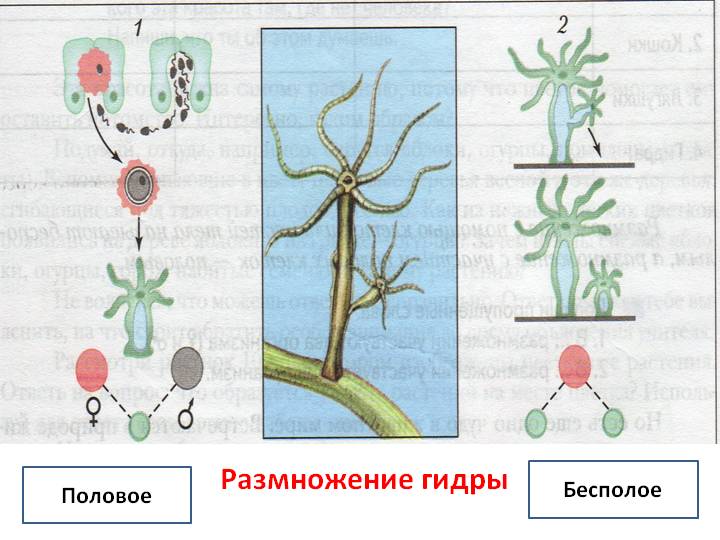 Кракен ссылка маркет