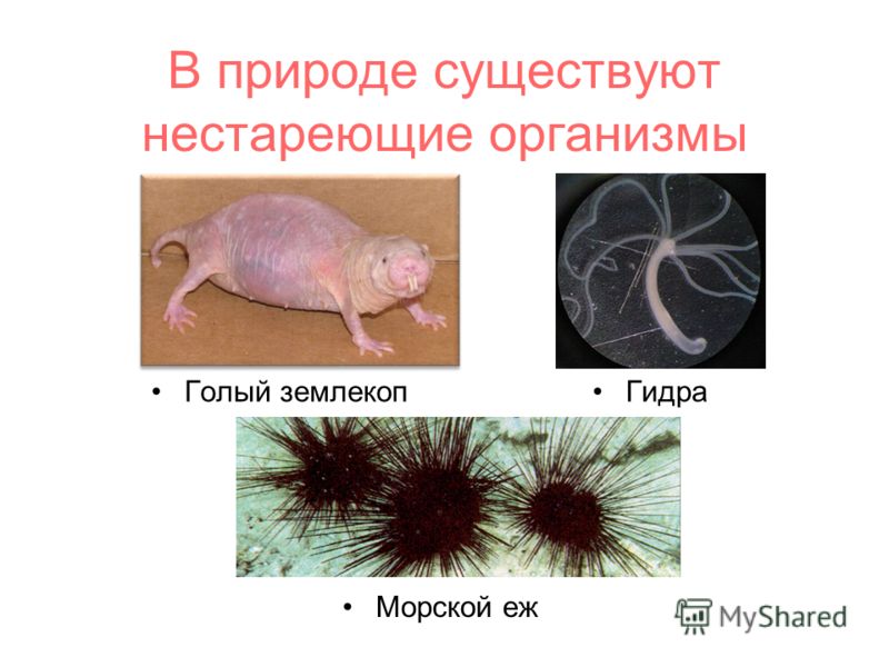 Официальный сайт даркнет